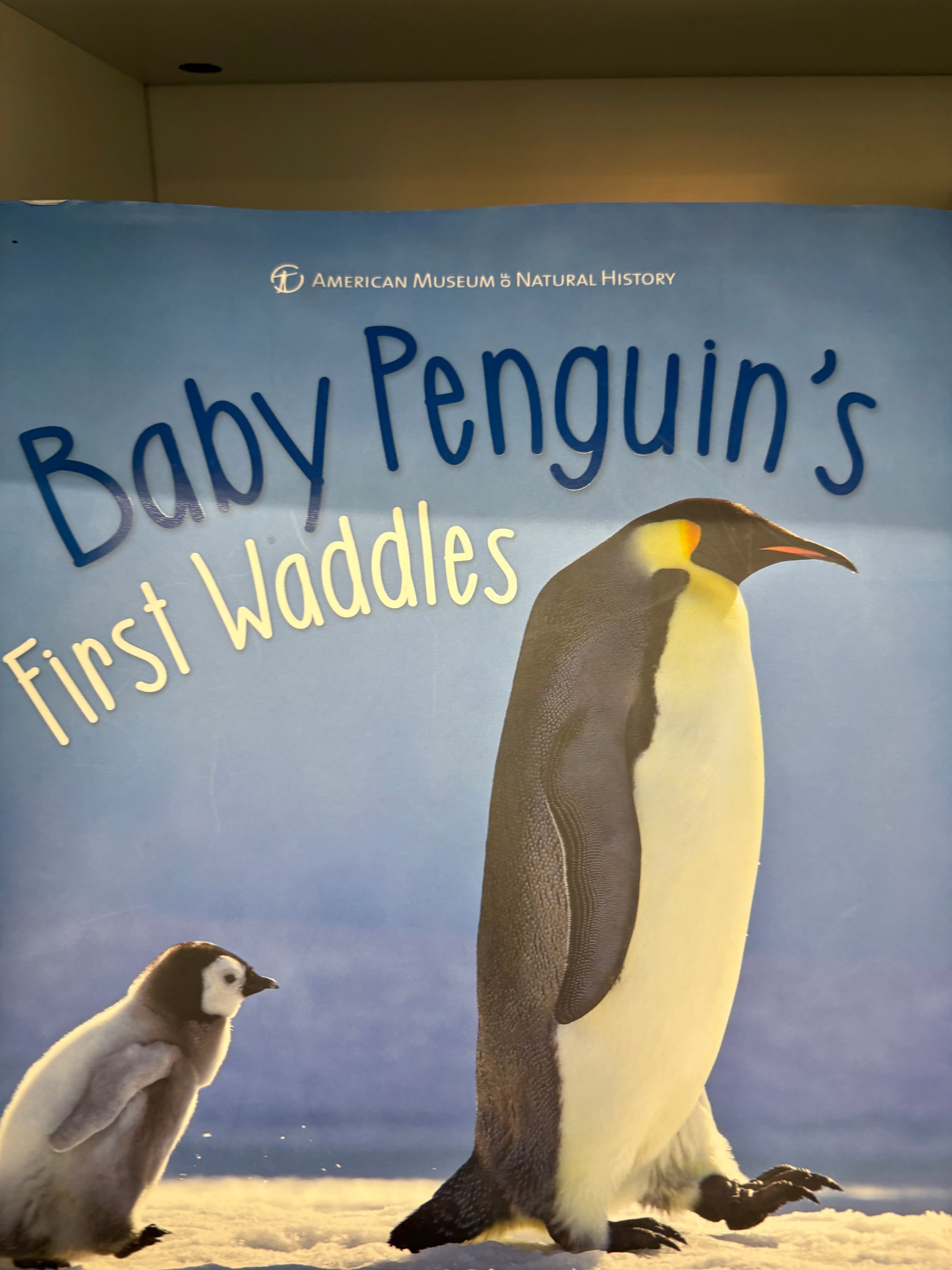 Baby penguin’s